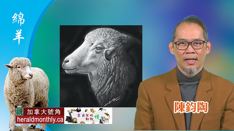 畫出聖經動物情--綿羊